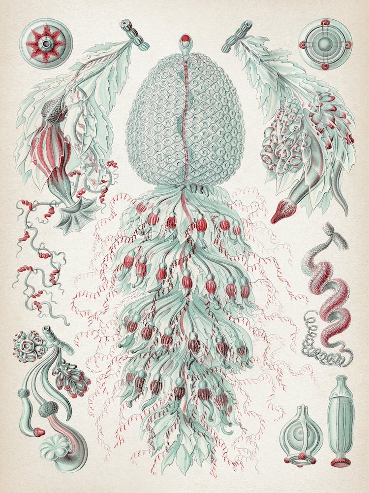 Historische Haeckel 3 Tafel 59 Staatsquallen