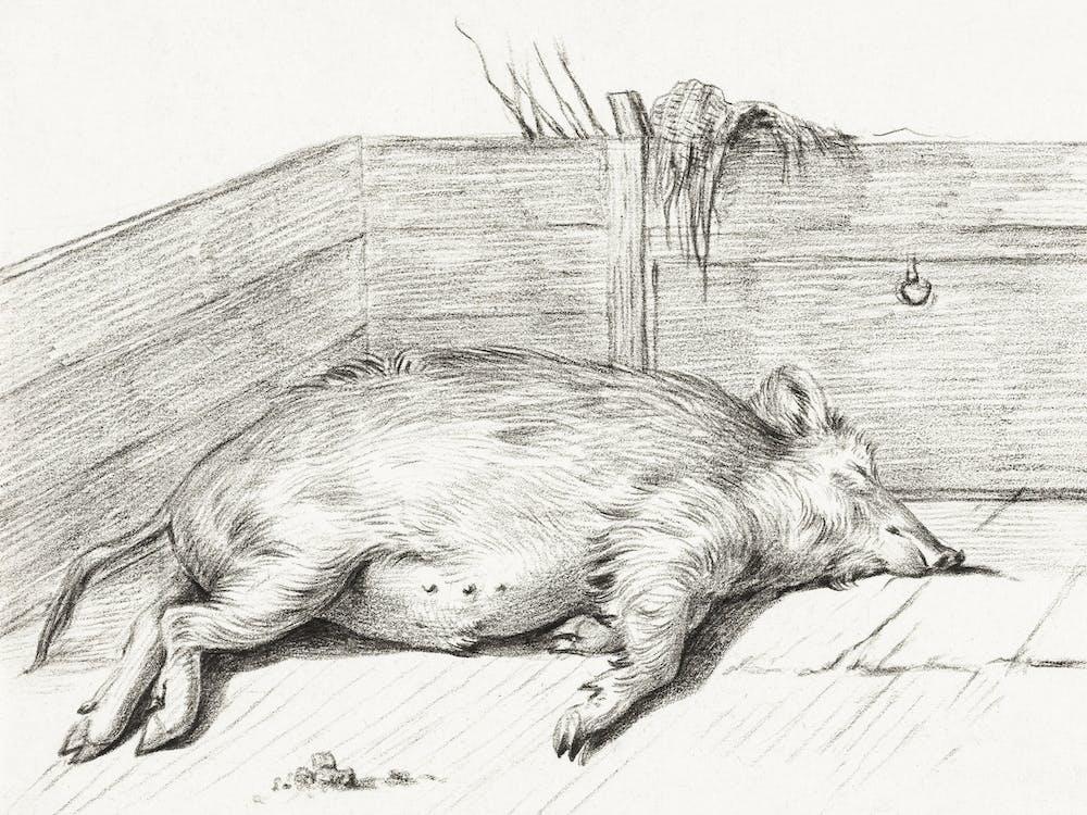 Lying Pig, In The Corner Of A Loft, Jean Bernard