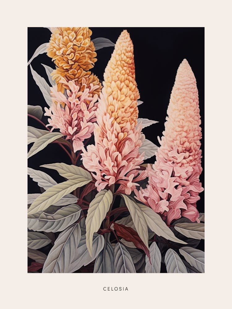 Flower Illustration Celosia 3 Poster