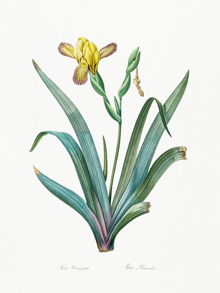 Hungarian Iris, Pierre Joseph Redoute