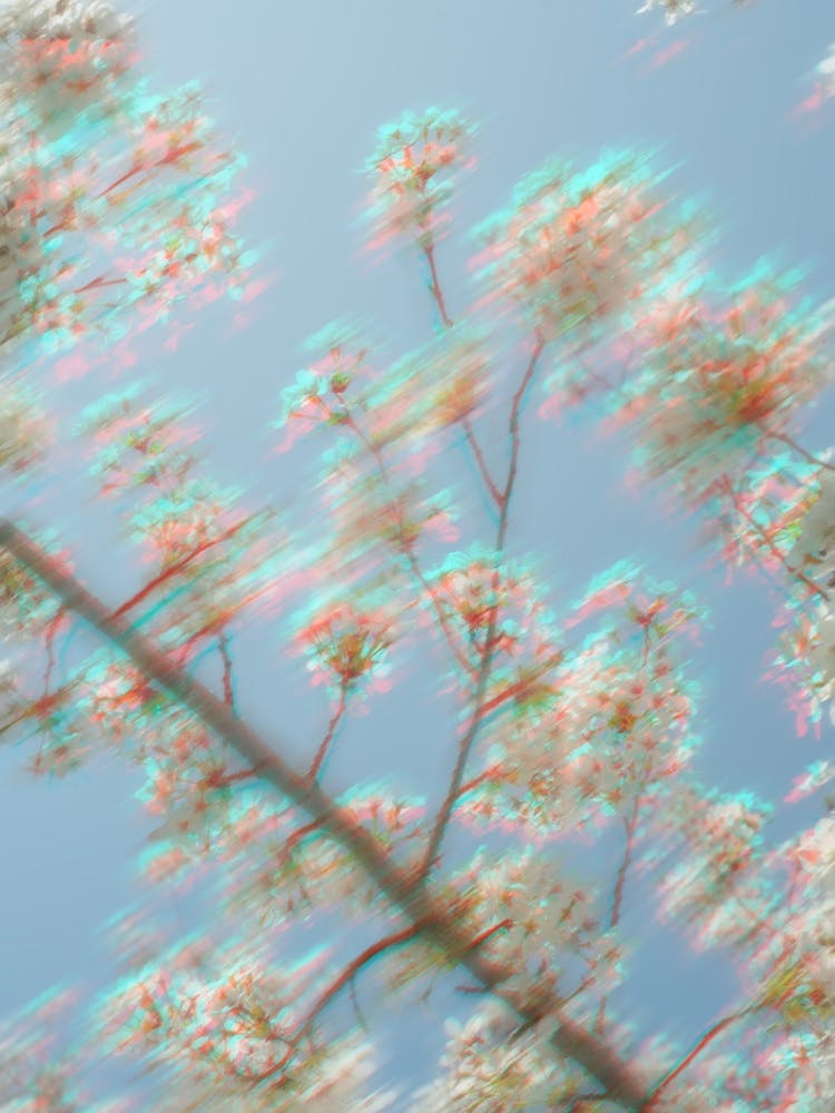 Blurred Moving Spring Flowers