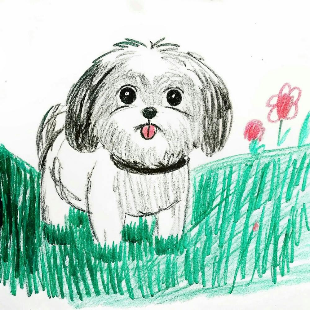 Shih Tzu 4
