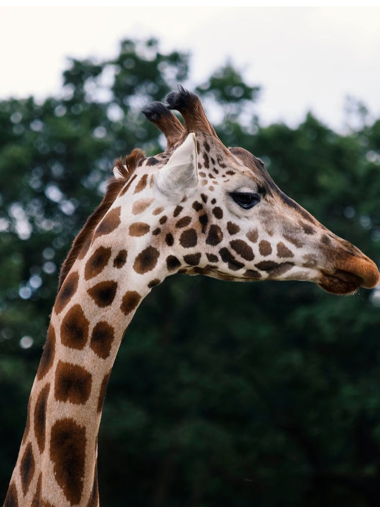 Wild Giraffe