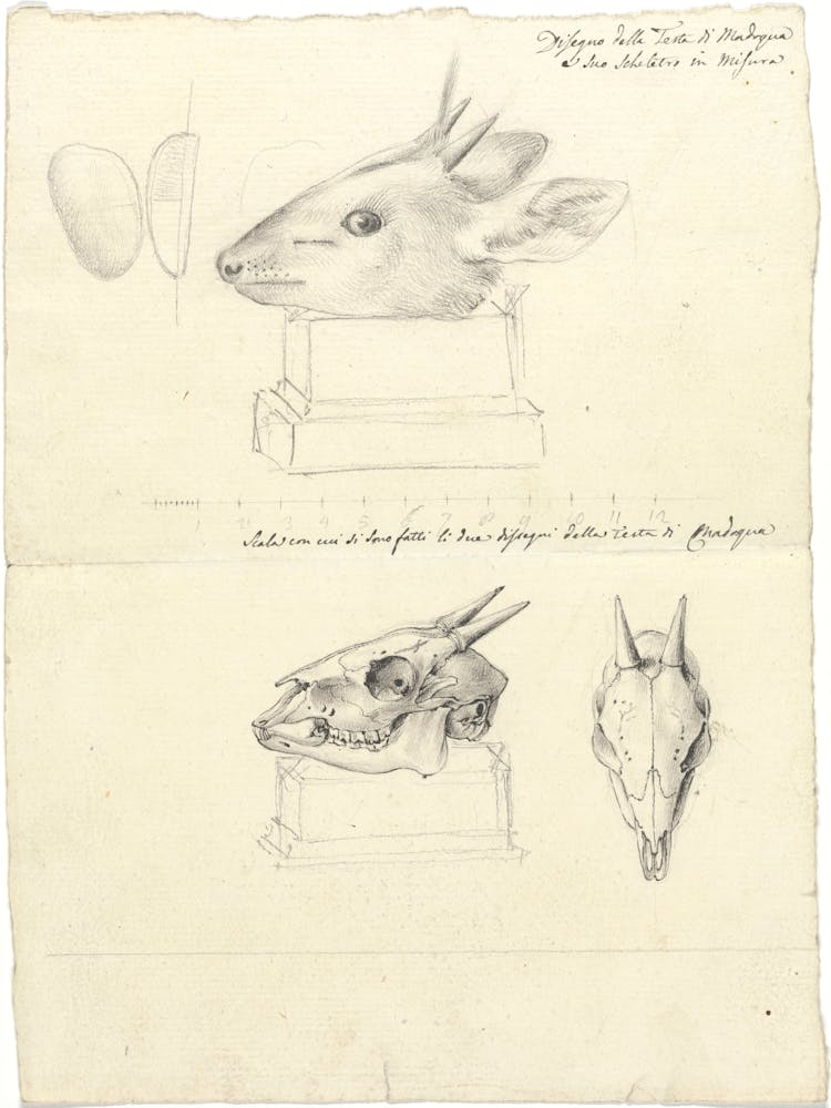 Antelope Head And Skulls, Luigi Balugani