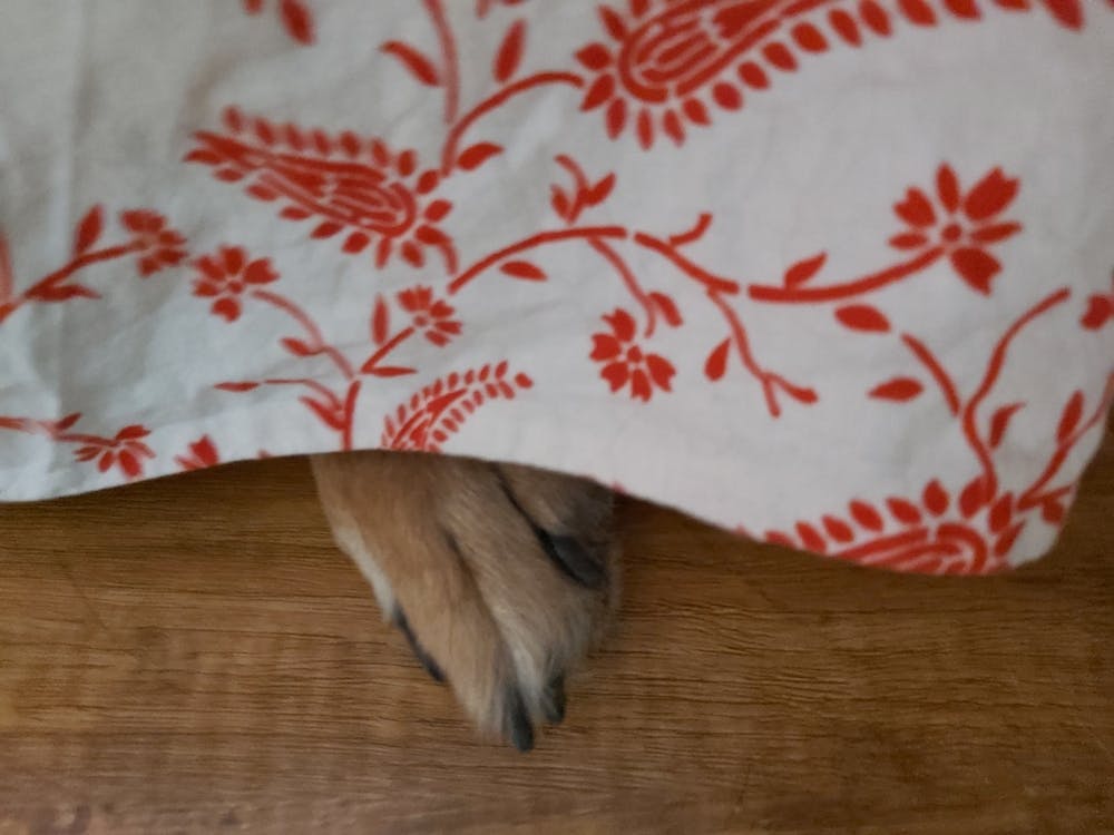 Dog'S Paw