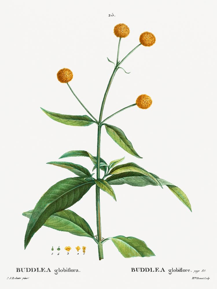 Orange Ball Buddleja, Pierre Joseph Redoute