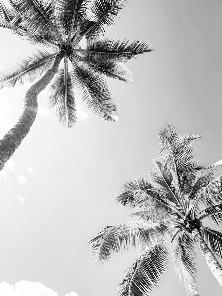 Black And White Palm Trees 5