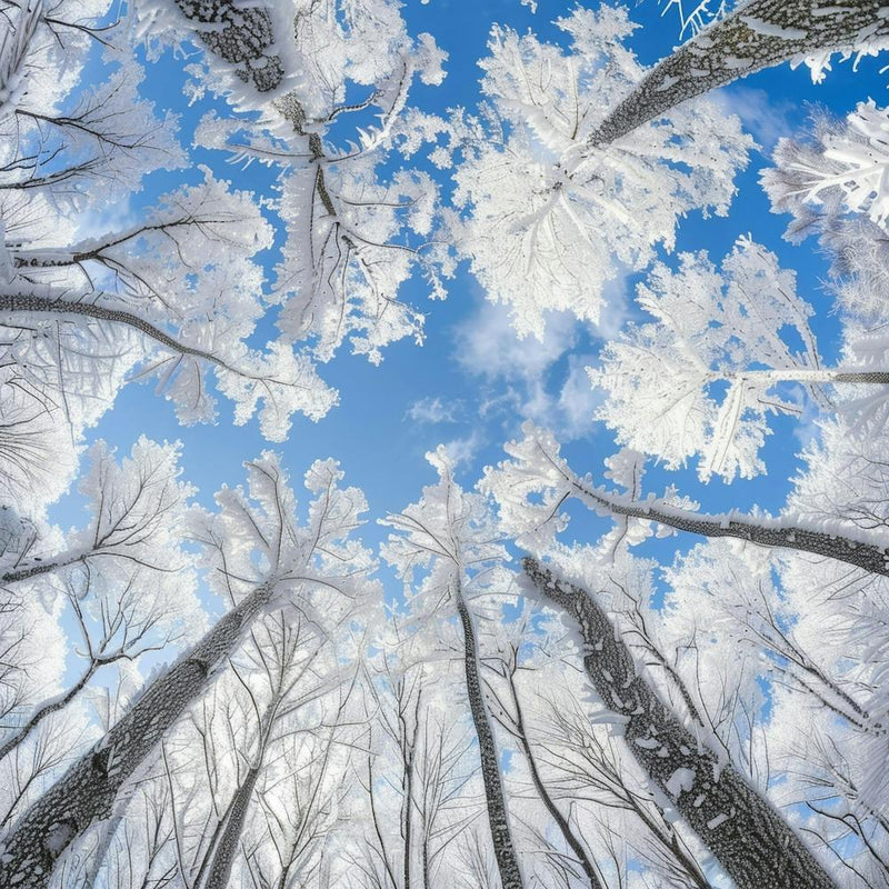 Frosty Forest 1