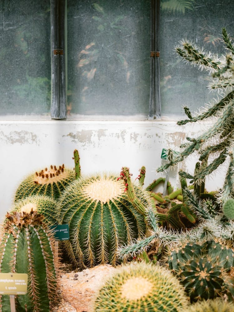 Cacti In Jardin Des Plantes