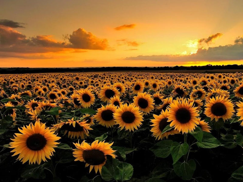 Sunflowers At Sunset