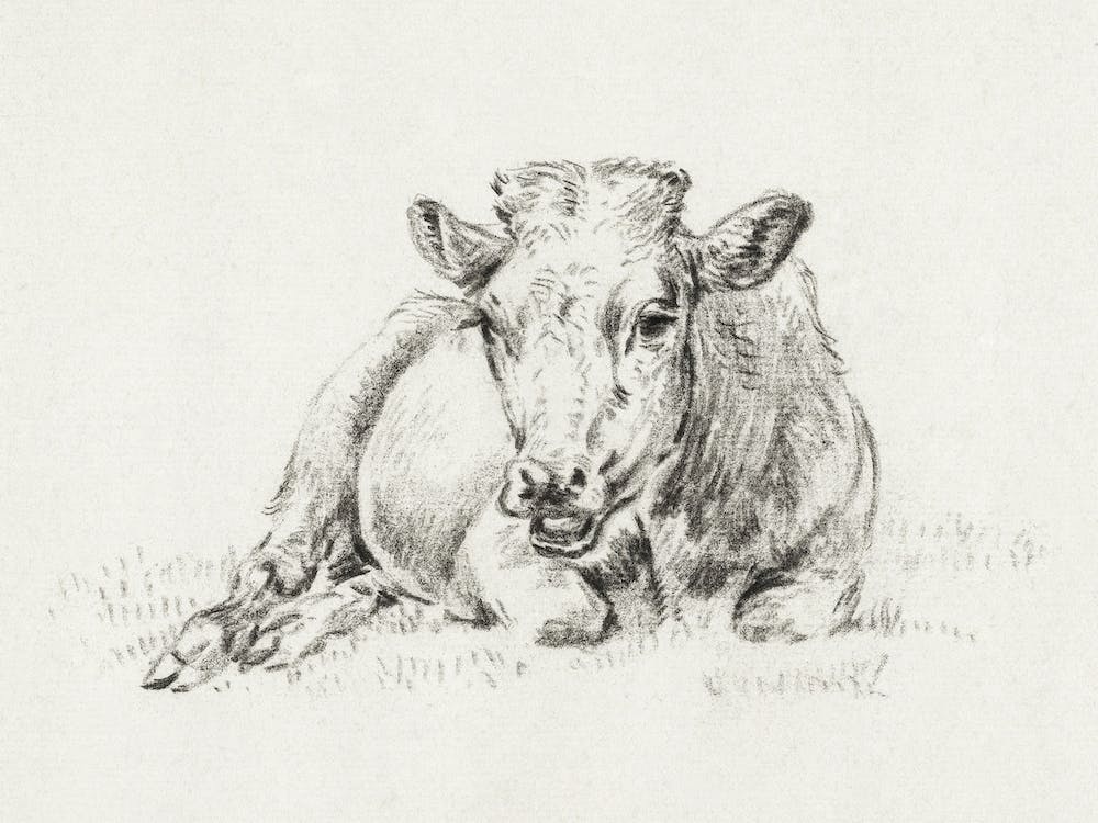 Lying Cow After Adriaen Van De Velde, Jean Bernard
