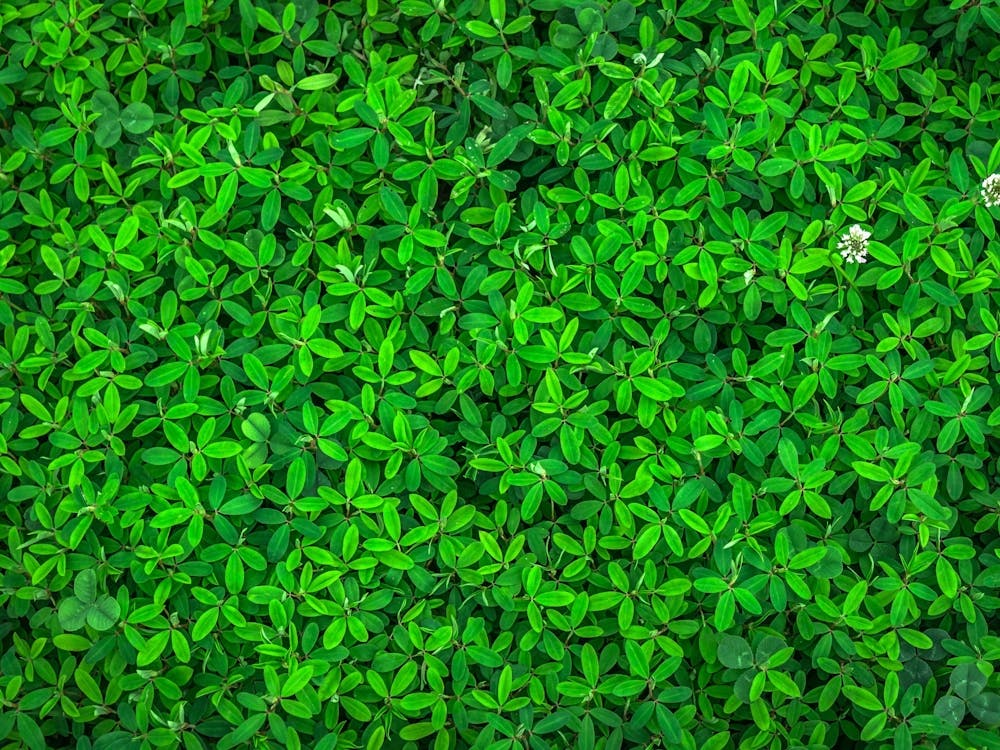 Shamrock