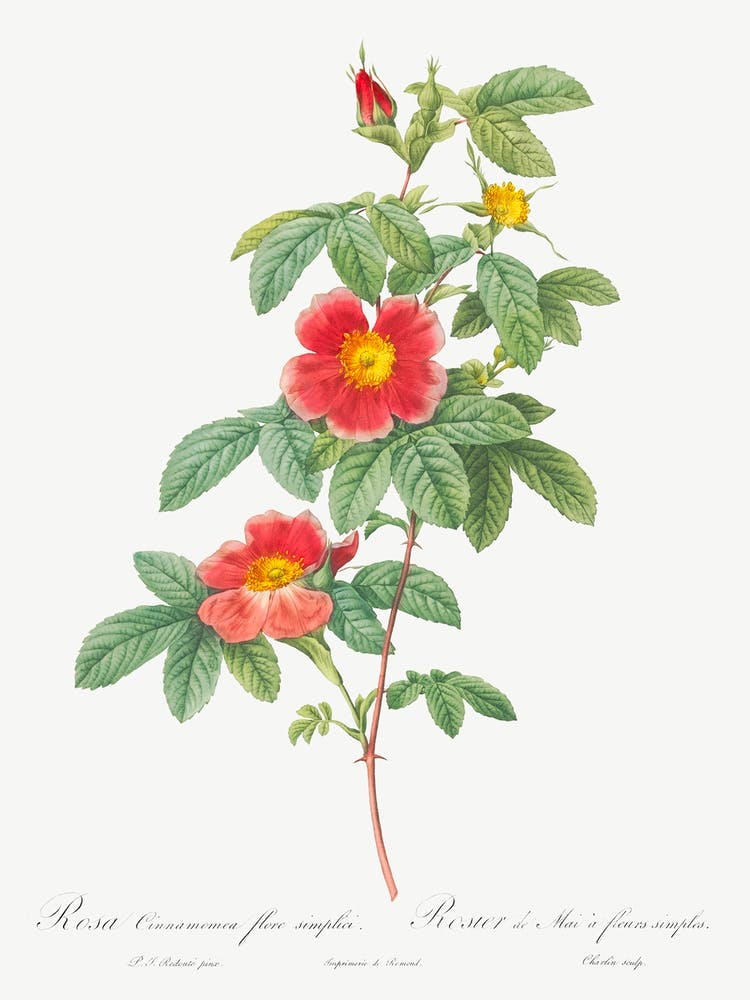 Rosa Majalis, Also Known As Single May Rose, Pierre Joseph Redoute