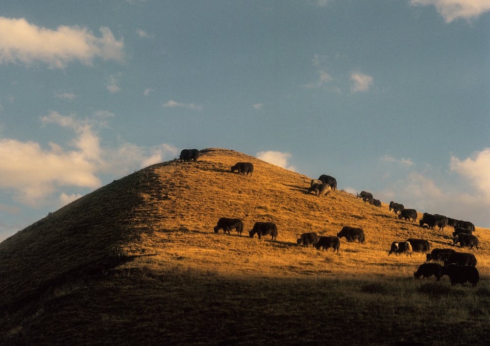 Cattles On Tibetan Field In Sunset
