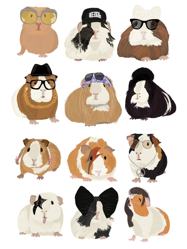 Guineapig Stars