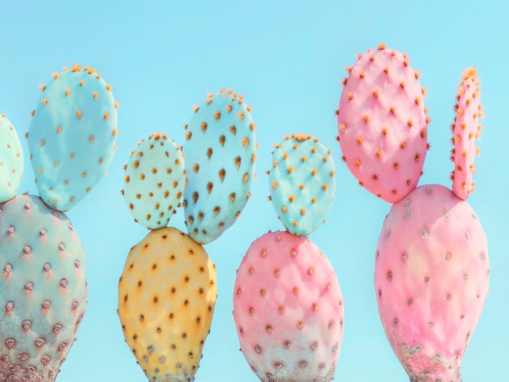 California Dreaming - Colorful Cactus