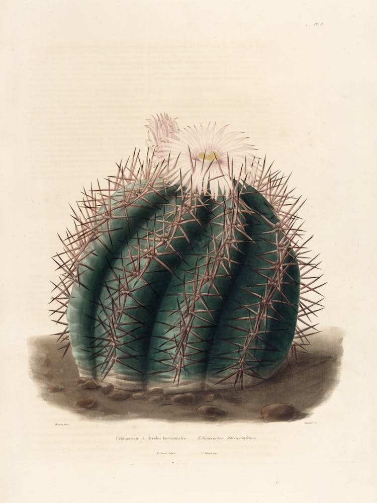 Cactus