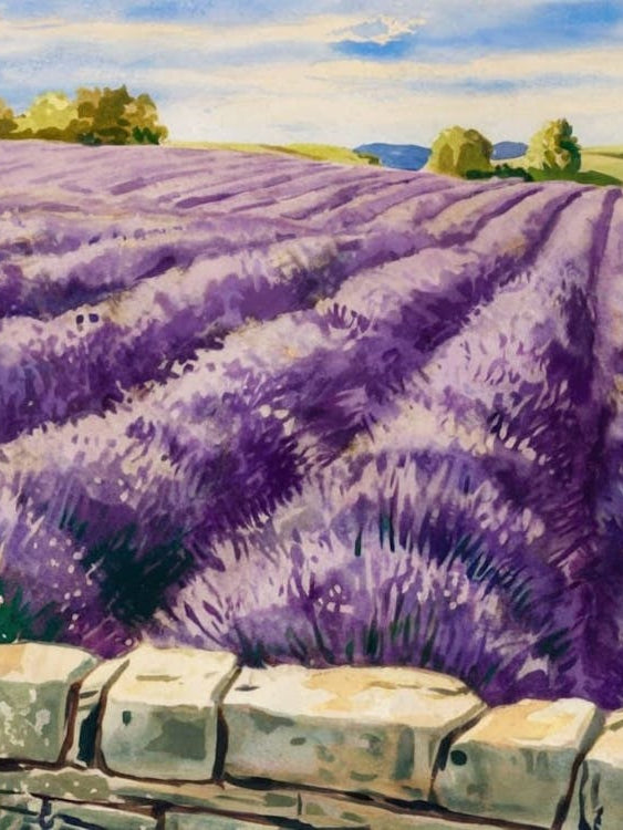 Watercolor Lavender Fields - Landscape