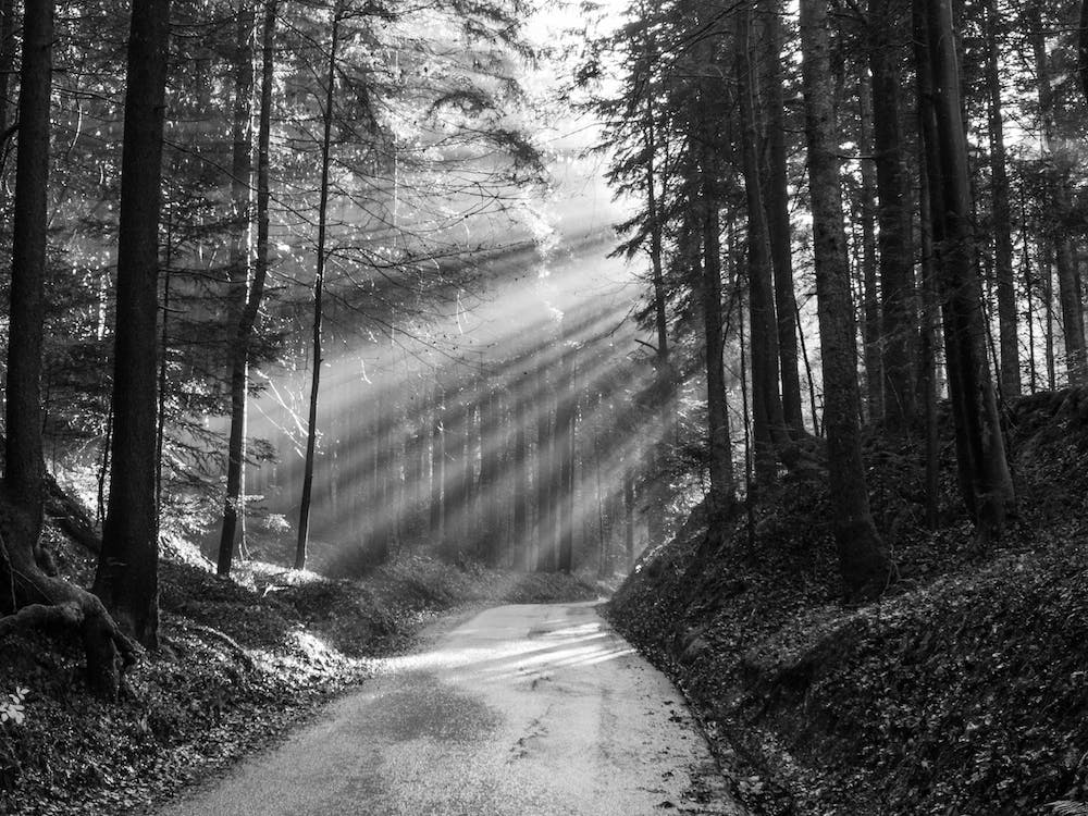 Sunrays In Forest
