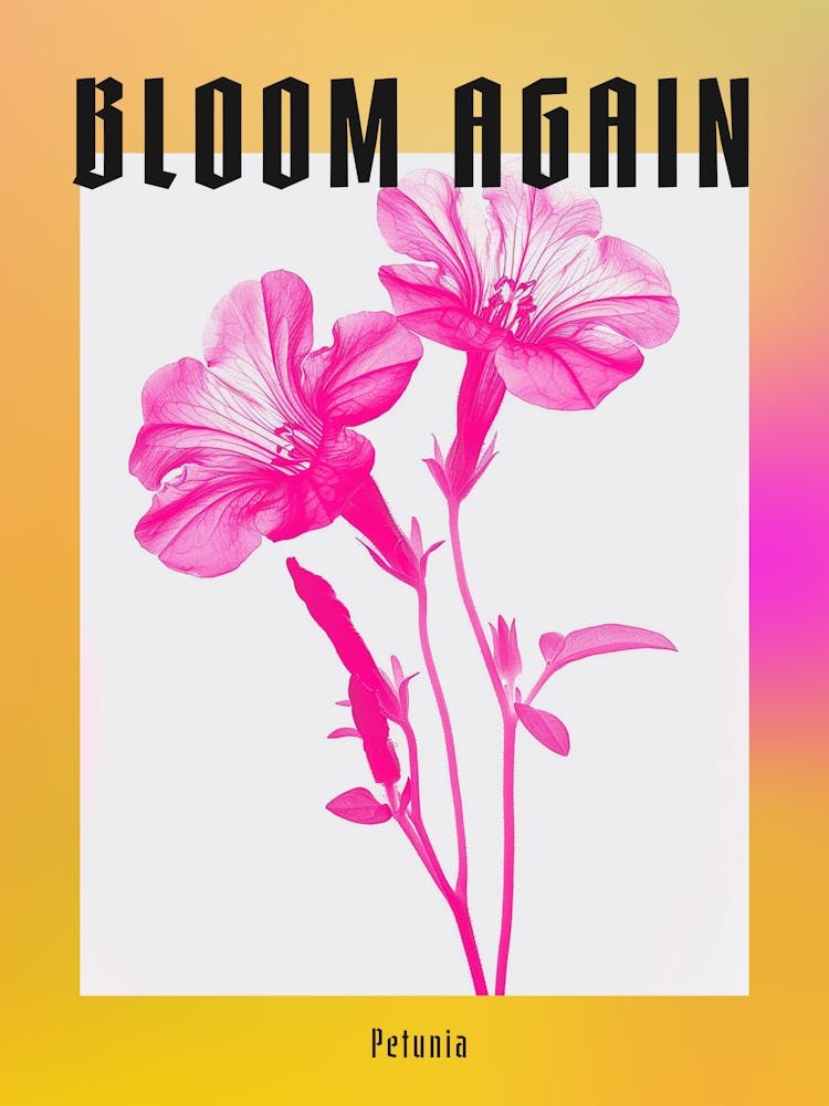 Hot Pink Petunia Poster