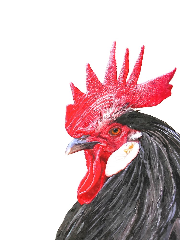 Rooster Illustration
