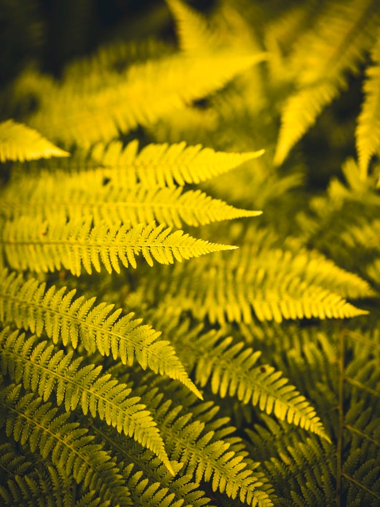 Fern Leaves