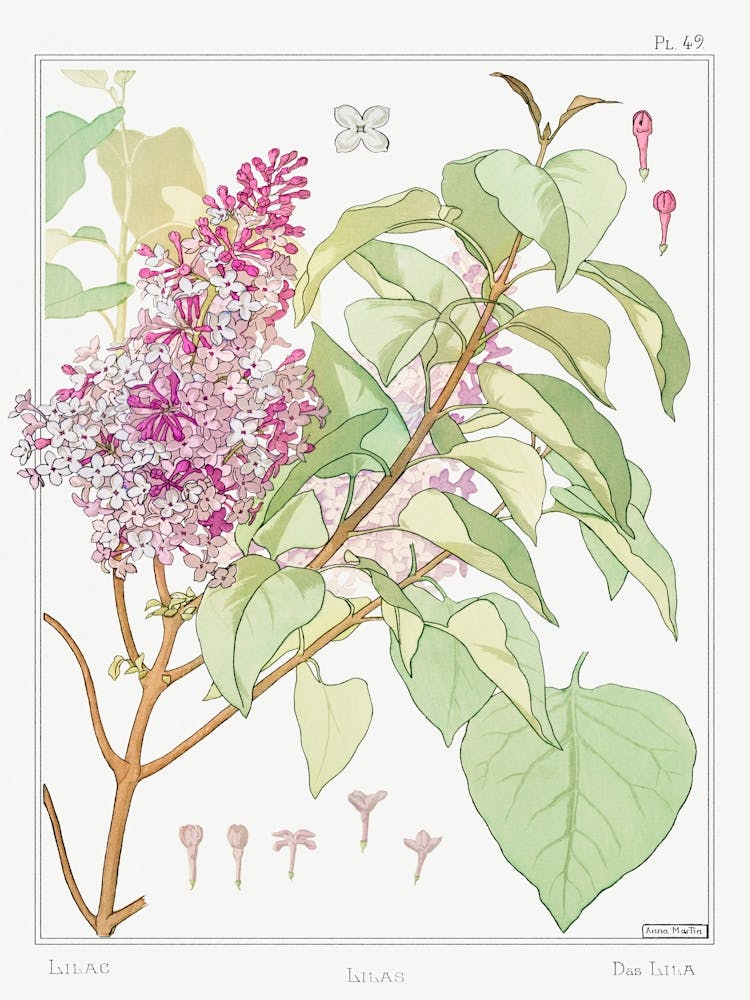Lilac From The Plant And Its Ornamental Applications (1896), Maurice Pillard Verneuil