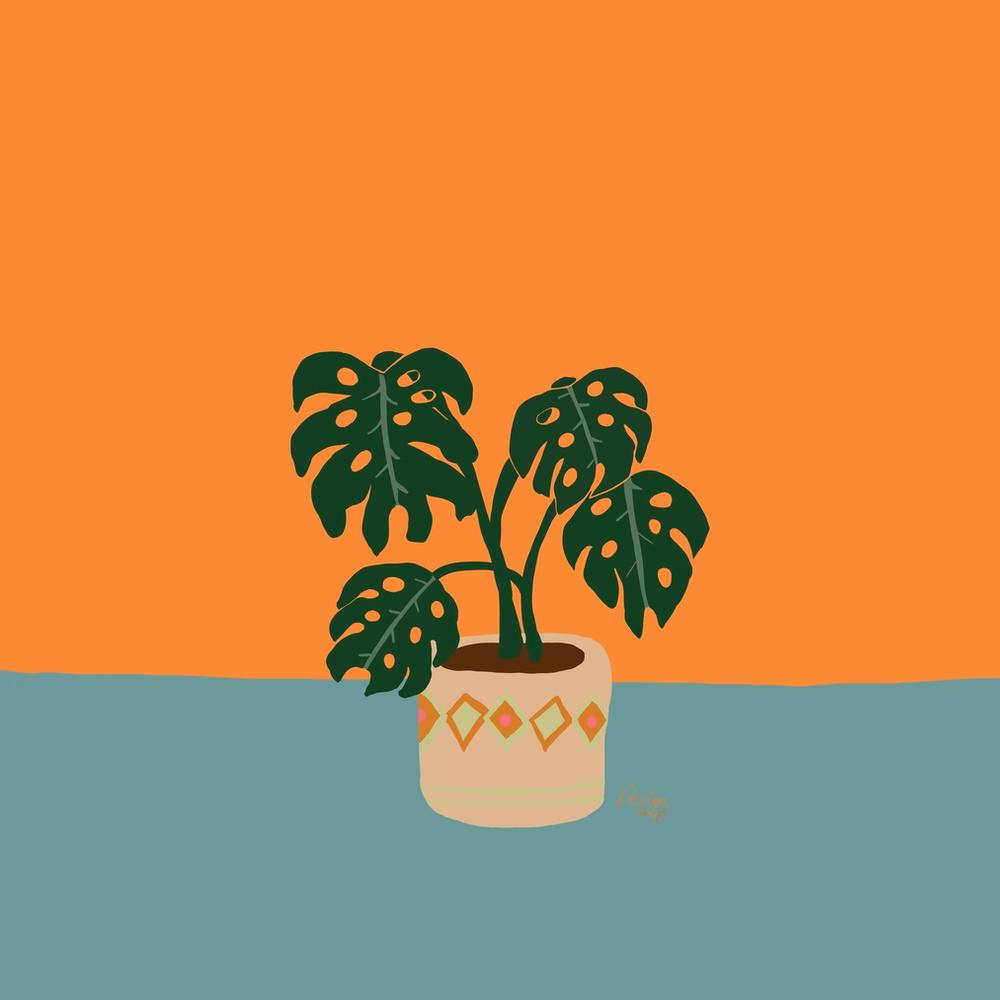 Monstera2 1