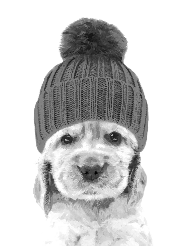 Black and White Cute Cocker Spaniel