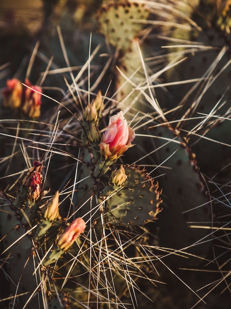 Pink Cactus Flower