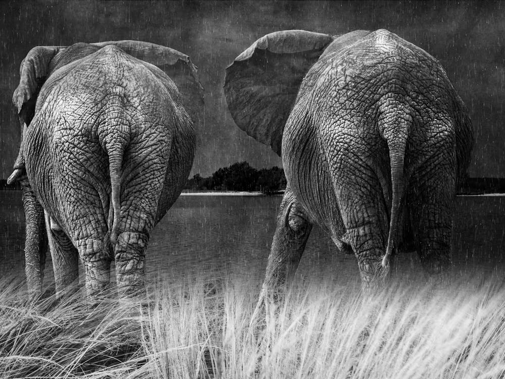 Two Elephants In The Grass