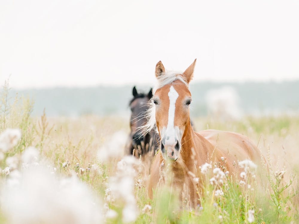 Beige Horse Scenery