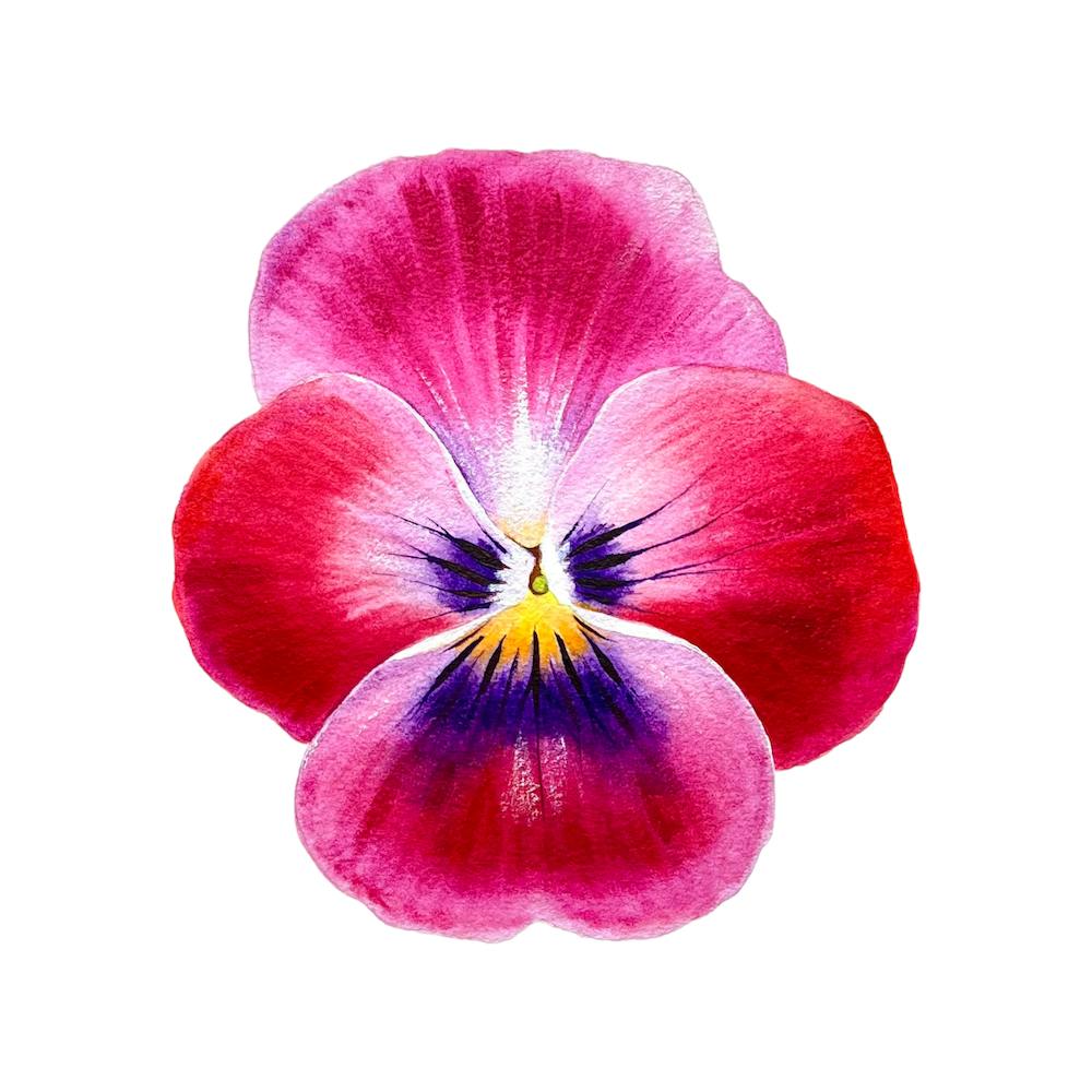 Viola pink