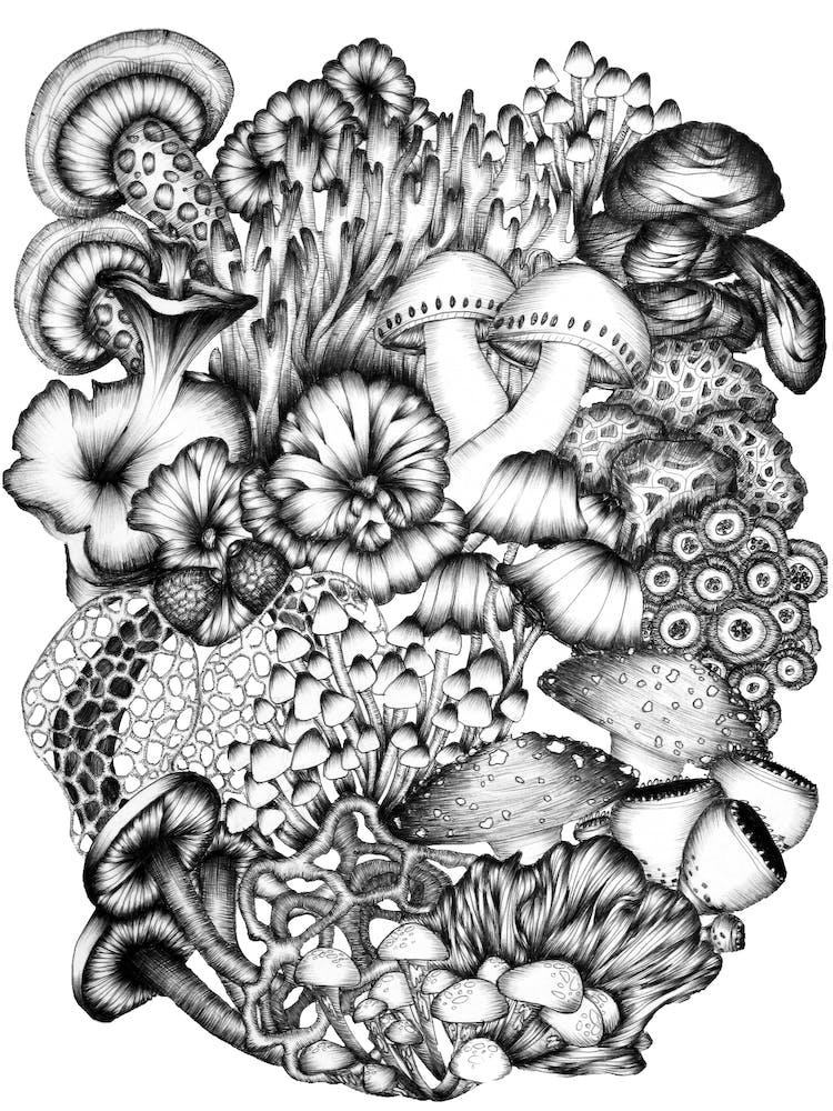 A Medley Of Mushrooms