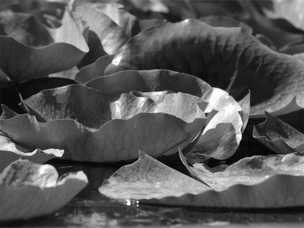 Black And White Water Lily