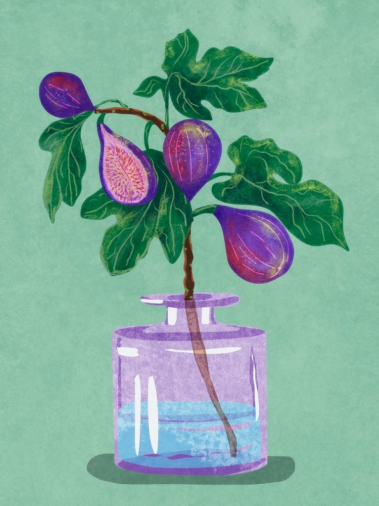 Figs Branch In Vase