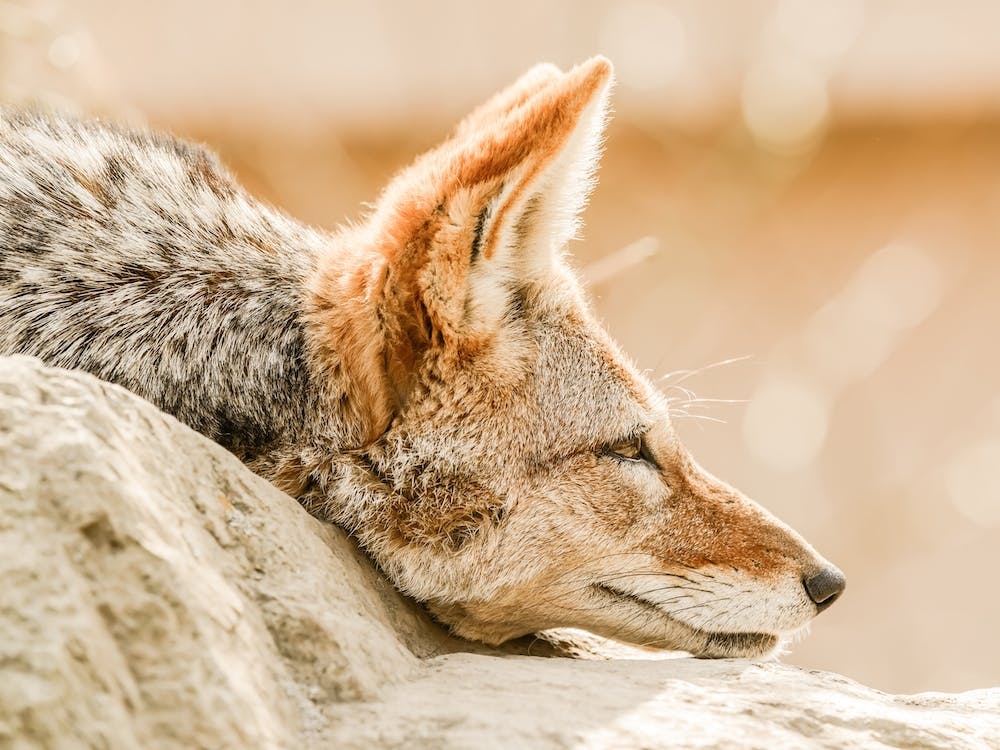 Sleeping Coyote