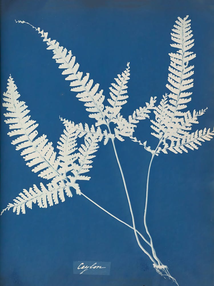 Ferns 10