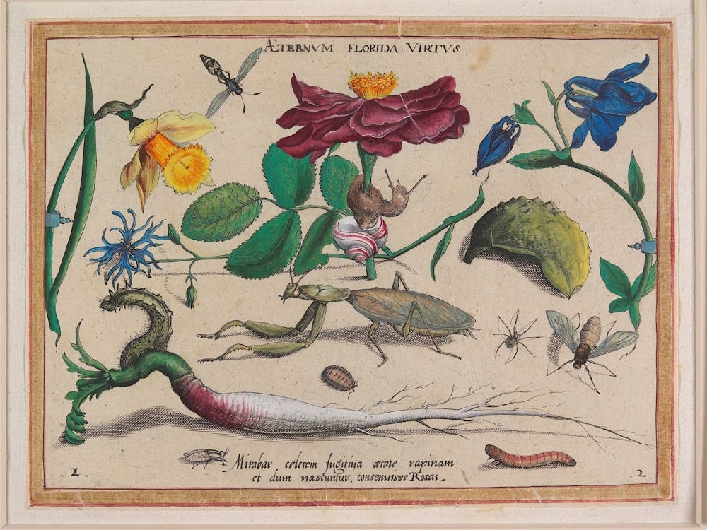 Aeternum Florida Virtus (1592), Joris Hoefnagel