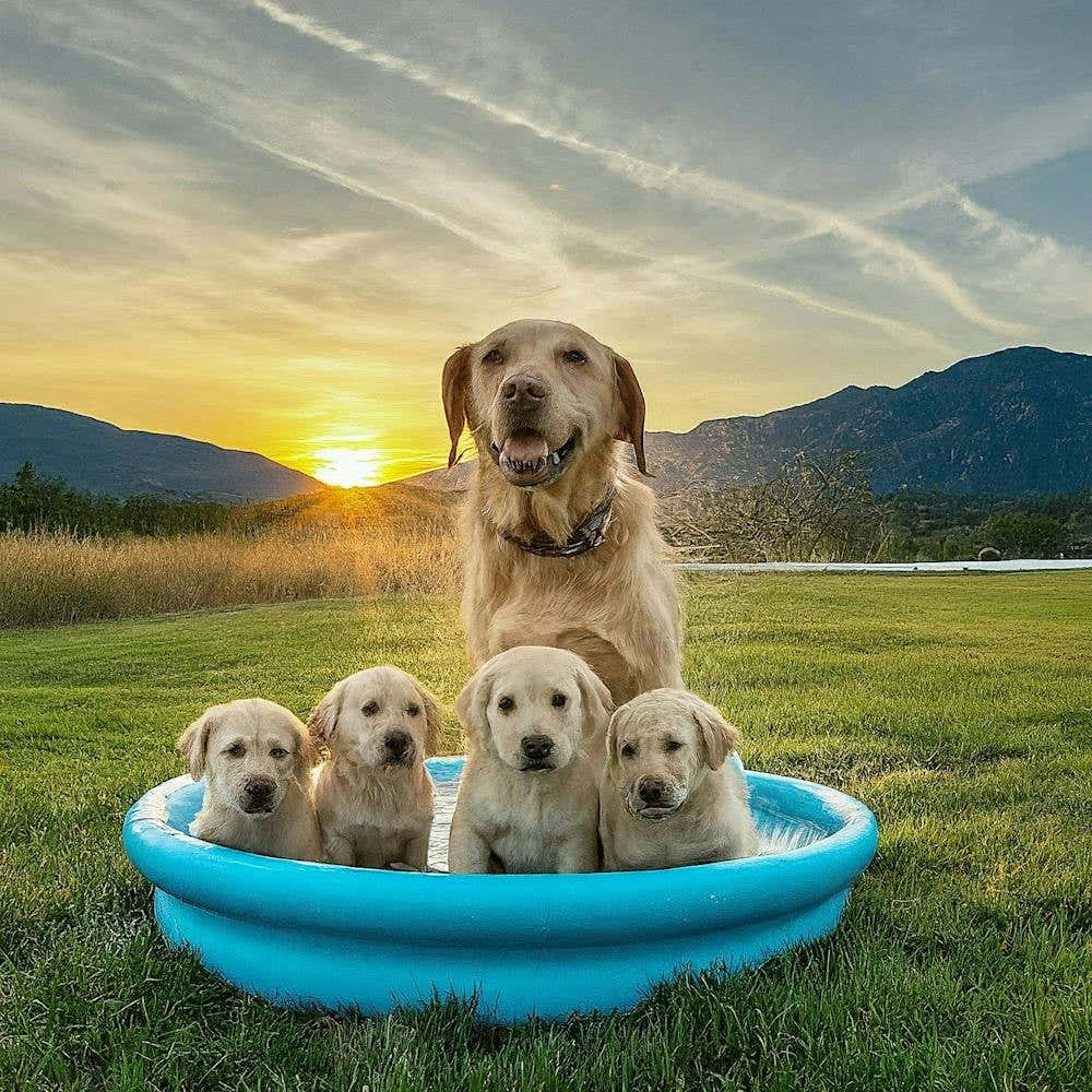 Puppy Pool 1