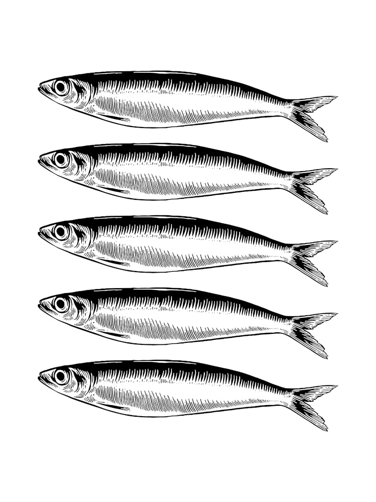 Sardines isolées sur blanc