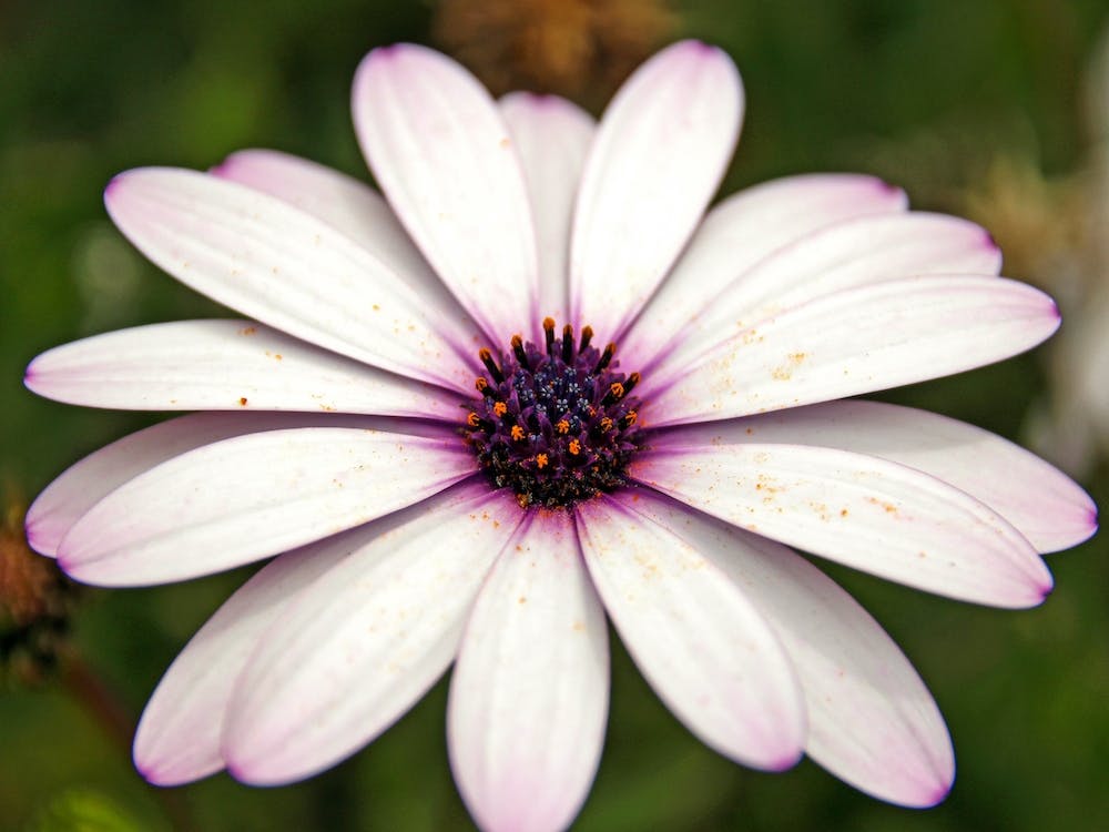 Flower 2