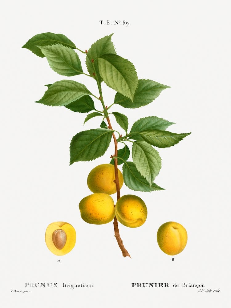 Briançon Apricot, Pierre Joseph Redoute