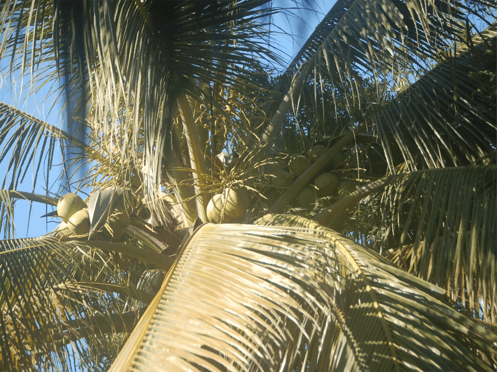 Kokospalme