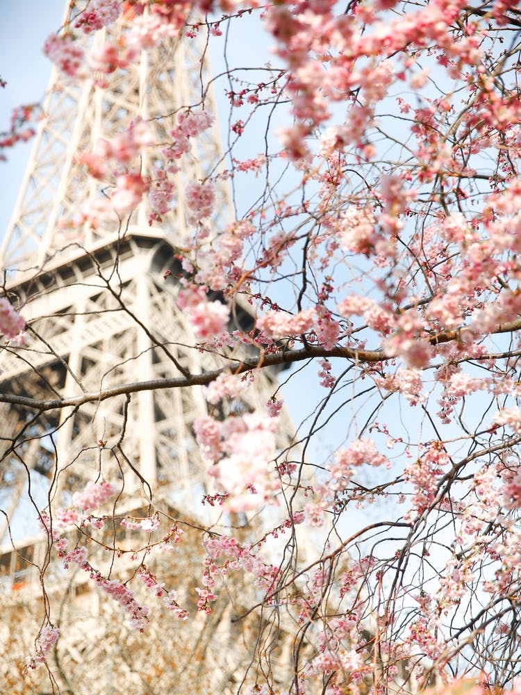Cherry Blossom Eiffel Tower