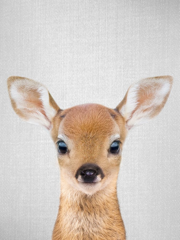 Baby Deer
