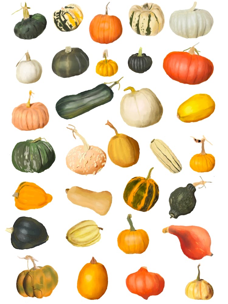 Pumpkins And Gourds And Squash