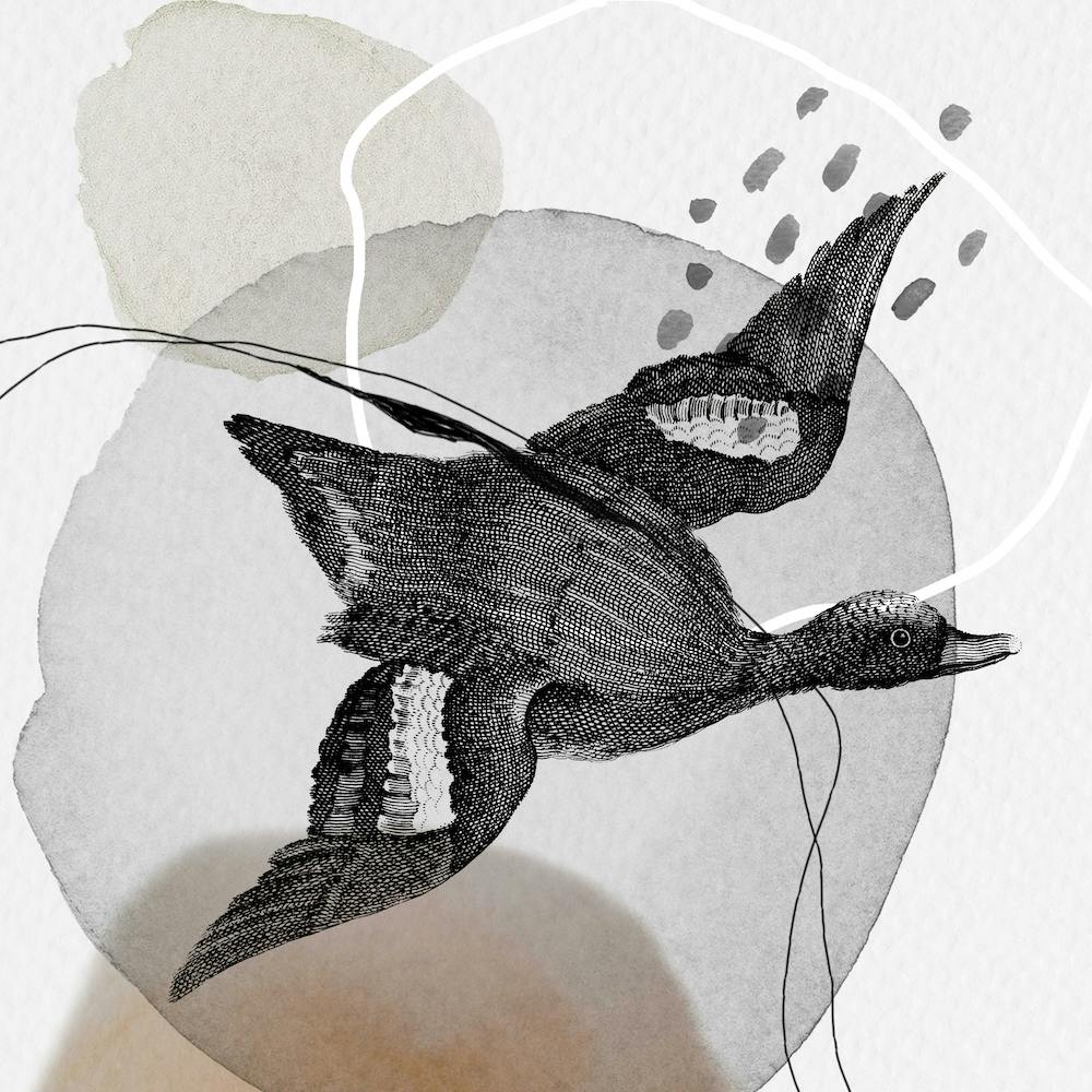 Feathered Friends In Flight Black & Brown Square