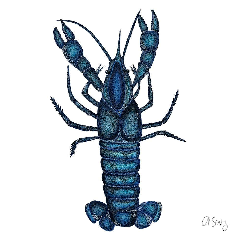 Blue Lobster. 1
