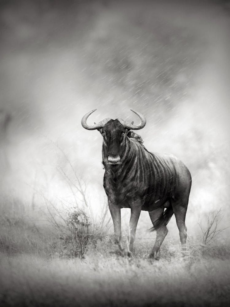 Wildebeest